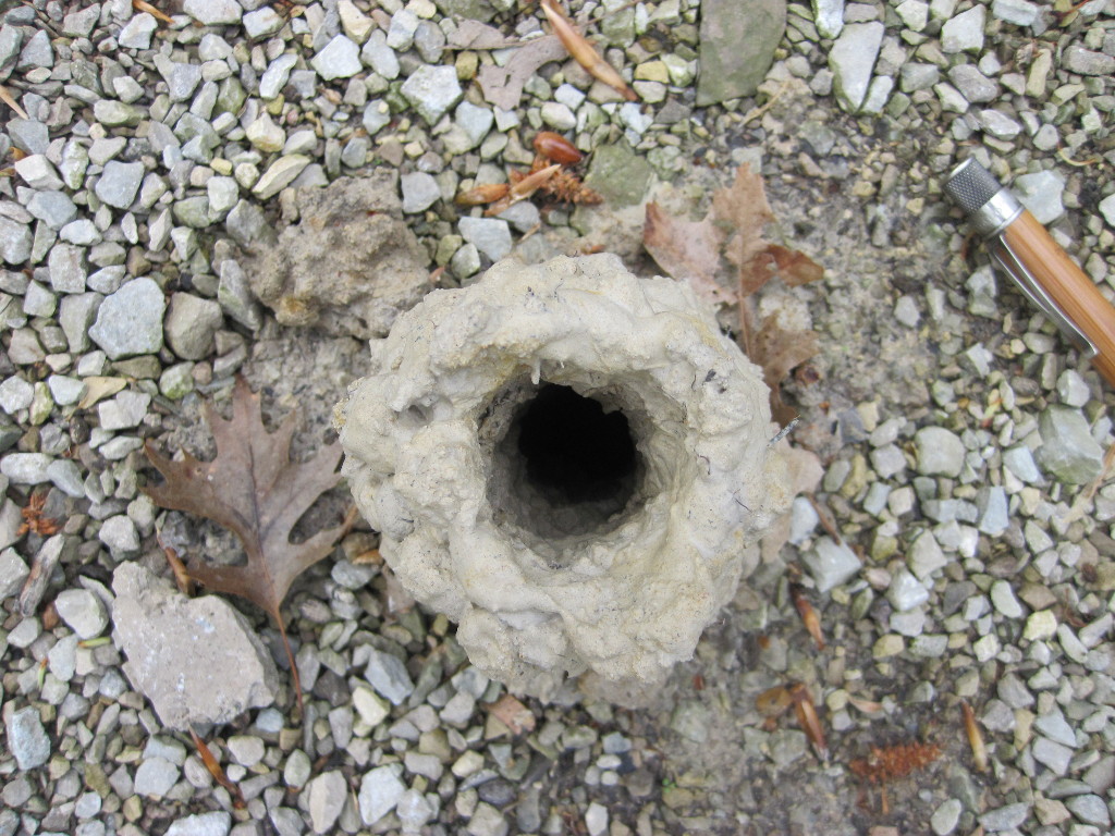 Crawfish Nest