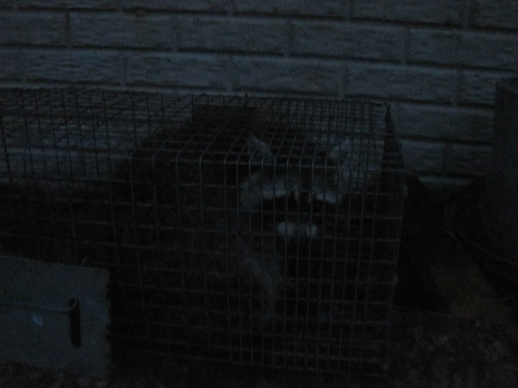 Another Racoon